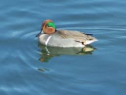 Attēlu rezultāti vaicājumam “Anas crecca”