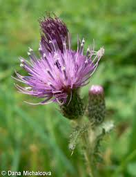 Attēlu rezultāti vaicājumam “Cirsium palustre fruit”
