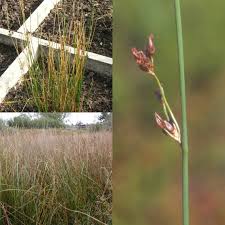 Attēlu rezultāti vaicājumam “Juncus balticus”