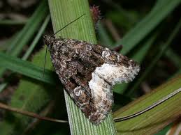 Attēlu rezultāti vaicājumam “Protodeltote pygarga”