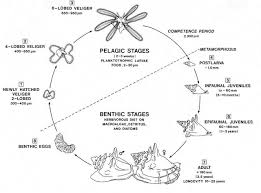 Image result for Aliger gigas