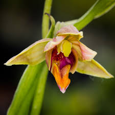 Attēlu rezultāti vaicājumam “Epipactis”