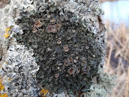 Attēlu rezultāti vaicājumam “Pleurosticta acetabulum”