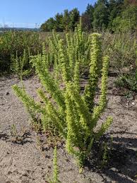 Image result for Chenopodium botrys