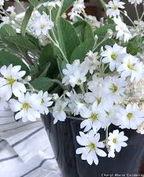 Attēlu rezultāti vaicājumam “Stellaria palustris flower”