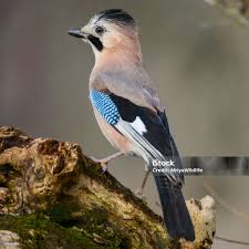 Attēlu rezultāti vaicājumam “Garrulus glandarius”