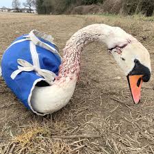 Image result for South Yorkshire Swans