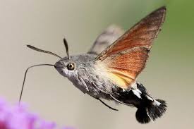Image result for hawk moth