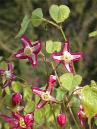 Attēlu rezultāti vaicājumam “Epimedium alpinum”