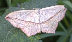 Attēlu rezultāti vaicājumam “Timandra comae”