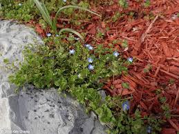 Attēlu rezultāti vaicājumam “Veronica persica flower”