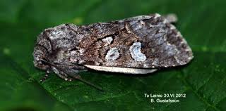 Attēlu rezultāti vaicājumam “Papestra biren”