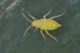 Attēlu rezultāti vaicājumam “Psallus sp.”