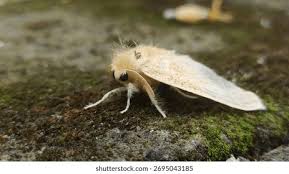 Attēlu rezultāti vaicājumam “Lymantriidae”