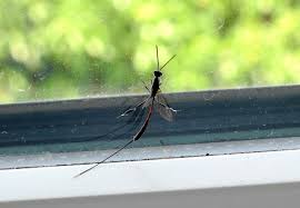 Attēlu rezultāti vaicājumam “Gasteruption jaculator imago”