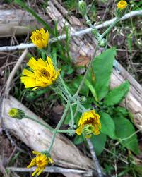 Attēlu rezultāti vaicājumam “xComagaria rosea  flower”