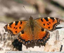 Attēlu rezultāti vaicājumam “Nymphalis polychloros”