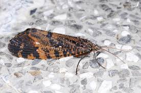 Attēlu rezultāti vaicājumam “Phryganeidae”