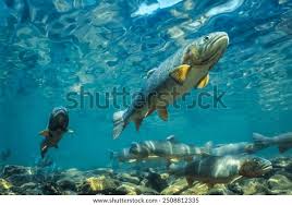 Image result for Oncorhynchus clarkii