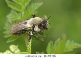 Attēlu rezultāti vaicājumam “Andrena vaga”