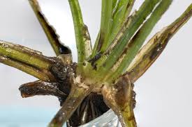 Attēlu rezultāti vaicājumam “Isoetes lacustris leaf”