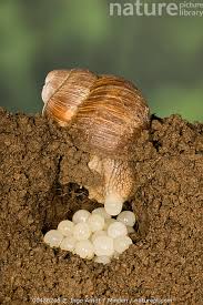 Attēlu rezultāti vaicājumam “Helix pomatia”