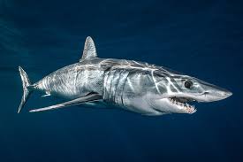 Image result for Isurus oxyrinchus