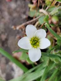 Attēlu rezultāti vaicājumam “Saxifraga granulata leaf”
