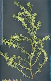 Attēlu rezultāti vaicājumam “Salsola kali”