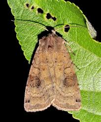 Attēlu rezultāti vaicājumam “Xestia baja”