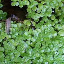 Attēlu rezultāti vaicājumam “Callitrichaceae”