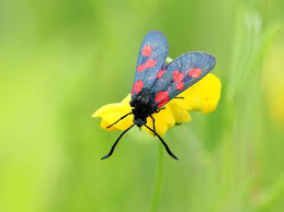 Attēlu rezultāti vaicājumam “Zygaena viciae”