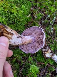 Attēlu rezultāti vaicājumam “Lepista sp.”