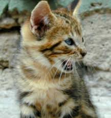 Attēlu rezultāti vaicājumam “Felis silvestris catus”