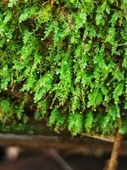 Attēlu rezultāti vaicājumam “Tetraphis pellucida sporophyte”