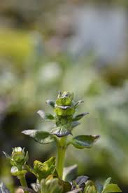 Attēlu rezultāti vaicājumam “Ajuga reptans bud”