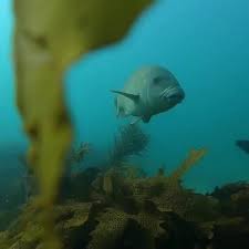 Image result for Polysteganus undulosus