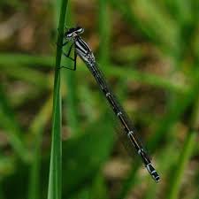 Attēlu rezultāti vaicājumam “Enallagma cyathigerum”