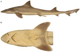 Image result for Mustelus antarcticus