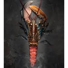 Image result for Homarus gammarus