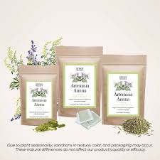 Image result for Artemisia annua