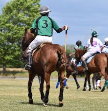 Image result for White Rose Polo Club