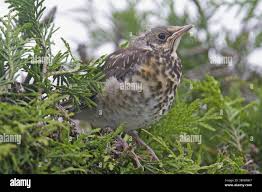 Attēlu rezultāti vaicājumam “Turdus pilaris juvenile”