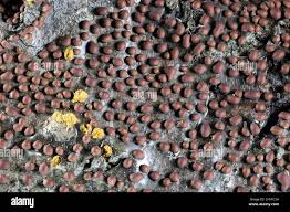 Attēlu rezultāti vaicājumam “Perichaena corticalis spores”