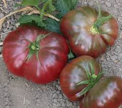 Afbeeldingsresultaat voor purple calabash tomato