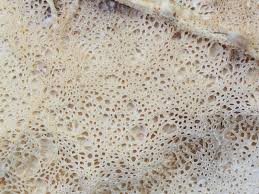 Attēlu rezultāti vaicājumam “Porotheleum fimbriatum”