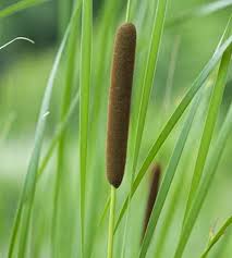 Image result for Rohrkolben