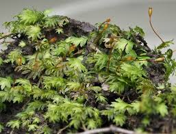 Attēlu rezultāti vaicājumam “Fissidens bryoides sporophyte”