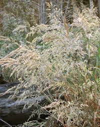 Attēlu rezultāti vaicājumam “Holcus lanatus  fruit”