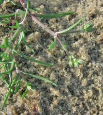 Attēlu rezultāti vaicājumam “Spergularia marina”